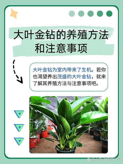 金钻施什么肥长的旺(金钻用什么肥料浇水)-第4张图片-多多自然网 金钻施什么肥长的旺(金钻用什么肥料浇水)-第4张图片-多多自然网