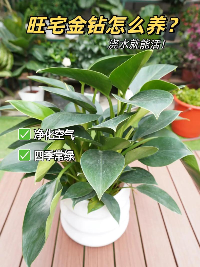 金钻施什么肥长的旺(金钻用什么肥料浇水)-第6张图片-多多自然网 金钻施什么肥长的旺(金钻用什么肥料浇水)-第6张图片-多多自然网