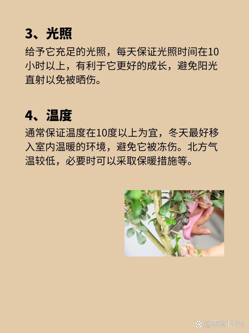 米兰秋天怎么养(米兰花秋季的养殖方法和注意事项)-第3张图片-多多自然网 米兰秋天怎么养(米兰花秋季的养殖方法和注意事项)-第3张图片-多多自然网
