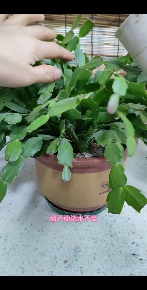 长寿蟹爪兰这么浇水(长寿蟹爪兰的栽培)-第1张图片-多多自然网 长寿蟹爪兰这么浇水(长寿蟹爪兰的栽培)-第1张图片-多多自然网