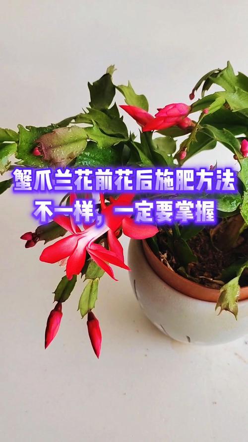 长寿蟹爪兰这么浇水(长寿蟹爪兰的栽培)-第3张图片-多多自然网 长寿蟹爪兰这么浇水(长寿蟹爪兰的栽培)-第3张图片-多多自然网