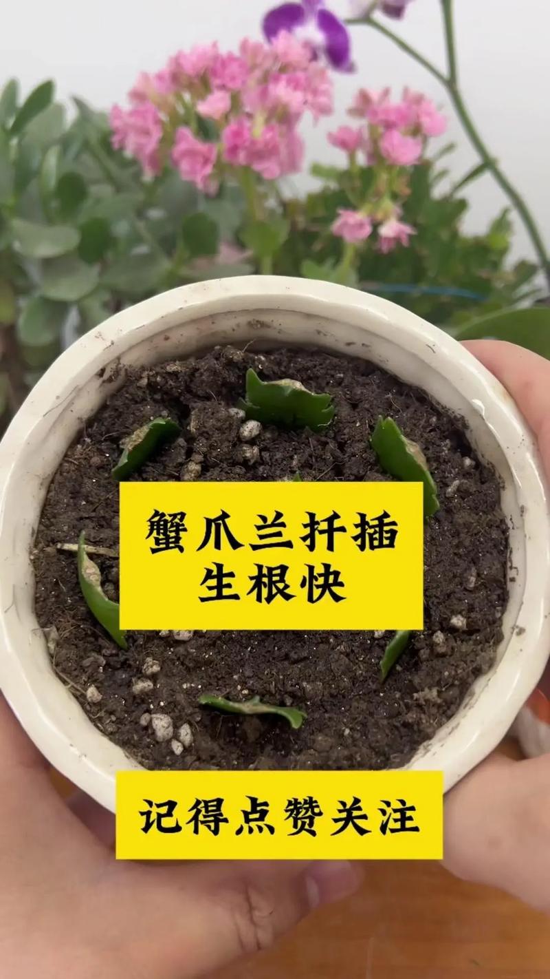长寿蟹爪兰这么浇水(长寿蟹爪兰的栽培)-第4张图片-多多自然网 长寿蟹爪兰这么浇水(长寿蟹爪兰的栽培)-第4张图片-多多自然网