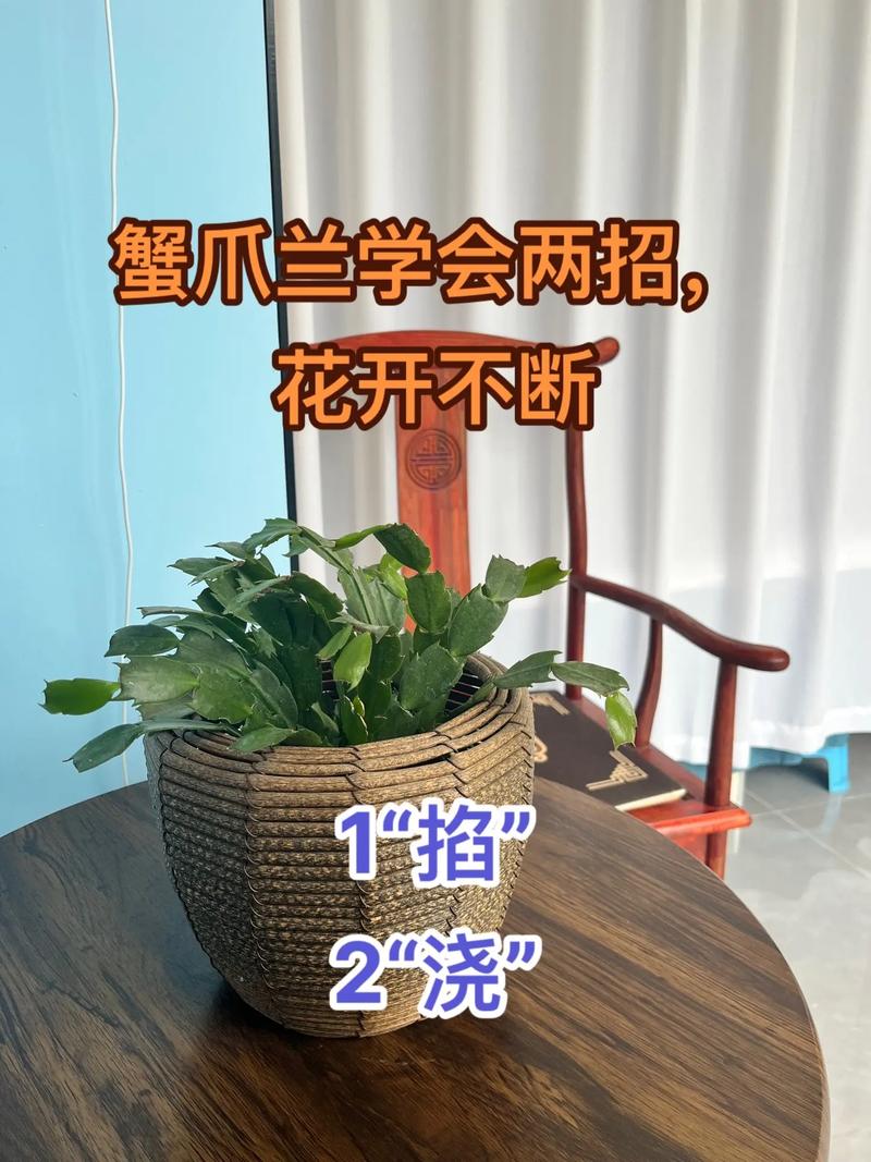 长寿蟹爪兰这么浇水(长寿蟹爪兰的栽培)-第6张图片-多多自然网 长寿蟹爪兰这么浇水(长寿蟹爪兰的栽培)-第6张图片-多多自然网