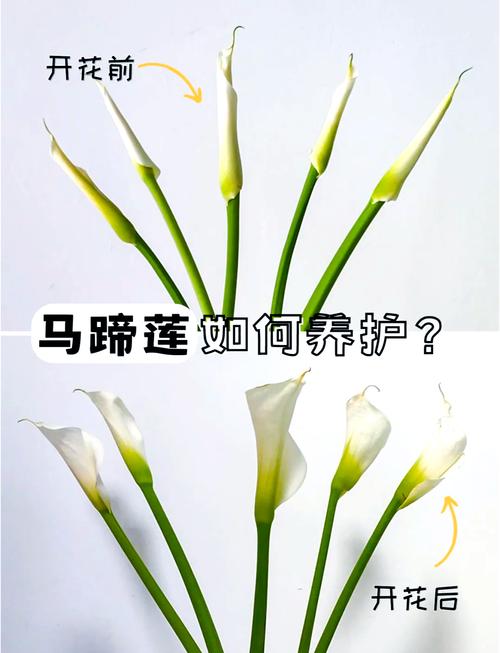 马蹄莲秋天怎么养(马蹄莲秋天怎么养护和浇水)-第4张图片-多多自然网 马蹄莲秋天怎么养(马蹄莲秋天怎么养护和浇水)-第4张图片-多多自然网
