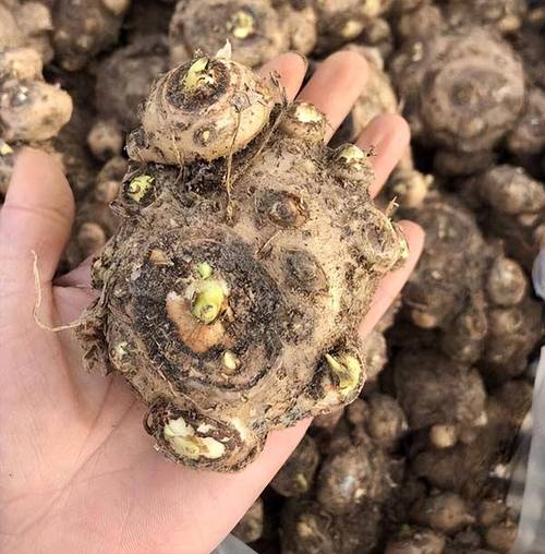 马蹄莲秋天怎么养(马蹄莲秋天怎么养护和浇水)-第5张图片-多多自然网 马蹄莲秋天怎么养(马蹄莲秋天怎么养护和浇水)-第5张图片-多多自然网