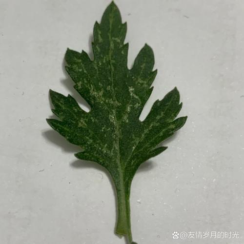 菊花叶子长白斑怎么办(菊花叶子上出现白色花纹)-第1张图片-多多自然网 菊花叶子长白斑怎么办(菊花叶子上出现白色花纹)-第1张图片-多多自然网