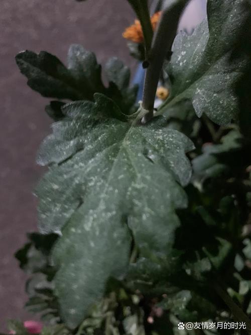 菊花叶子长白斑怎么办(菊花叶子上出现白色花纹)-第3张图片-多多自然网 菊花叶子长白斑怎么办(菊花叶子上出现白色花纹)-第3张图片-多多自然网