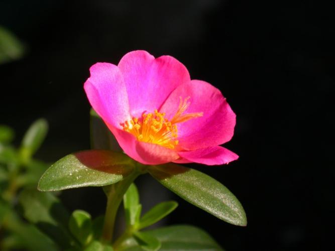 菊花叶子长白斑怎么办(菊花叶子上出现白色花纹)-第5张图片-多多自然网 菊花叶子长白斑怎么办(菊花叶子上出现白色花纹)-第5张图片-多多自然网