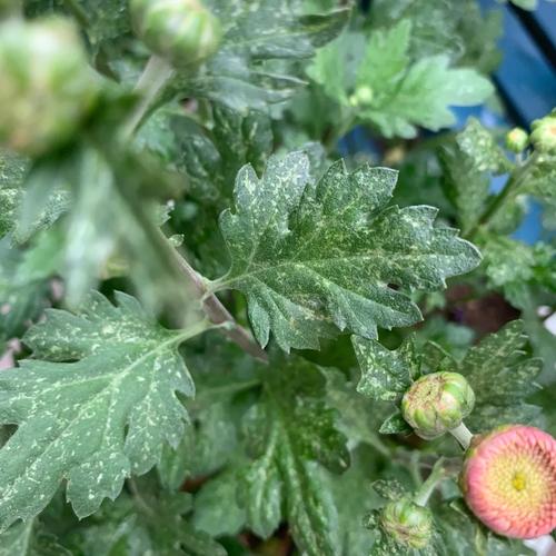 菊花叶子长白斑怎么办(菊花叶子上出现白色花纹)-第6张图片-多多自然网 菊花叶子长白斑怎么办(菊花叶子上出现白色花纹)-第6张图片-多多自然网