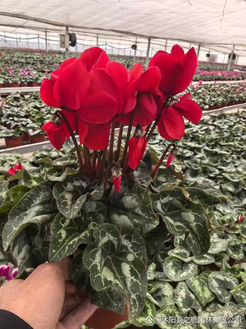 如何使仙客来在圣诞开花(仙客来春节花期开败了,怎么管理用什么肥料好)-第2张图片-多多自然网 如何使仙客来在圣诞开花(仙客来春节花期开败了,怎么管理用什么肥料好)-第2张图片-多多自然网