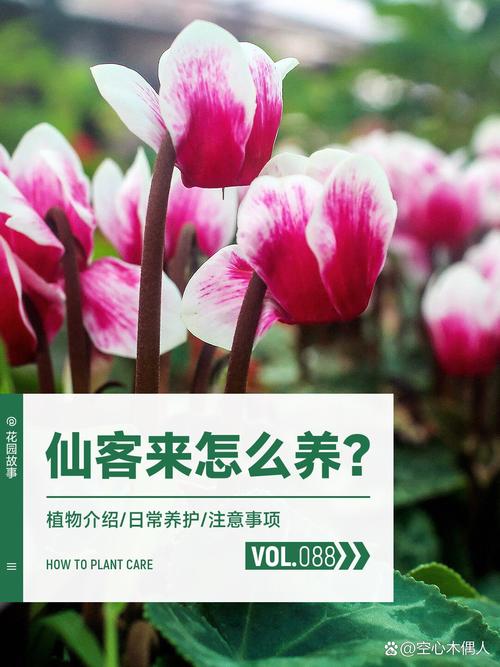 如何使仙客来在圣诞开花(仙客来春节花期开败了,怎么管理用什么肥料好)-第3张图片-多多自然网 如何使仙客来在圣诞开花(仙客来春节花期开败了,怎么管理用什么肥料好)-第3张图片-多多自然网