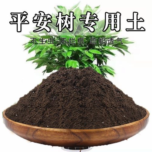 平安树用什么土养好(平安树用什么样的土为好)-第1张图片-多多自然网 平安树用什么土养好(平安树用什么样的土为好)-第1张图片-多多自然网