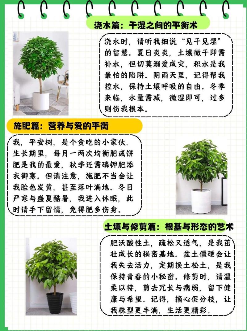 平安树用什么土养好(平安树用什么样的土为好)-第2张图片-多多自然网 平安树用什么土养好(平安树用什么样的土为好)-第2张图片-多多自然网