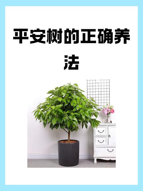 平安树用什么土养好(平安树用什么样的土为好)-第4张图片-多多自然网 平安树用什么土养好(平安树用什么样的土为好)-第4张图片-多多自然网