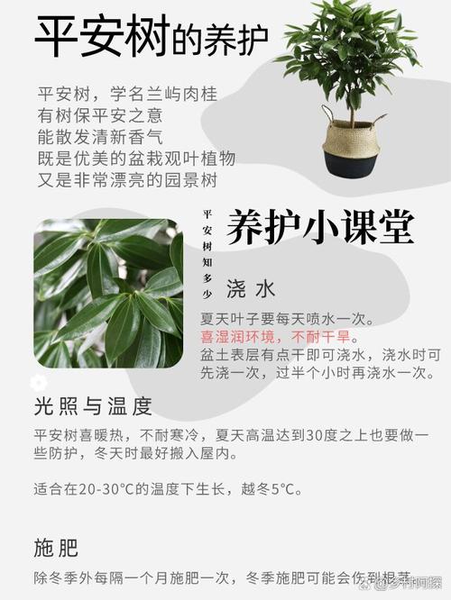 平安树用什么土养好(平安树用什么样的土为好)-第5张图片-多多自然网 平安树用什么土养好(平安树用什么样的土为好)-第5张图片-多多自然网