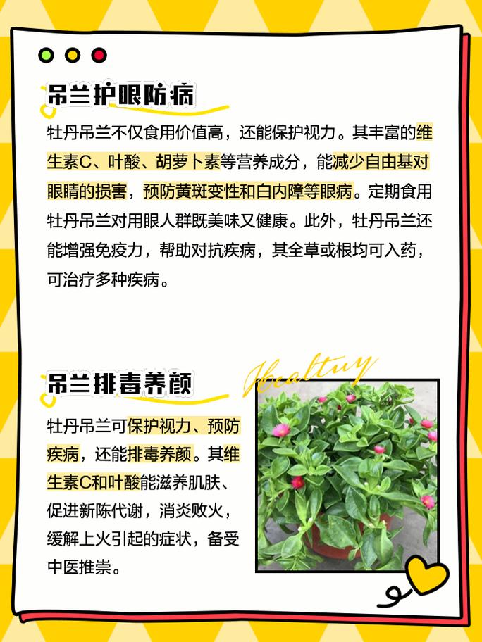 牡丹吊兰夏季怎么养(牡丹吊兰花期怎么护理)-第1张图片-多多自然网 牡丹吊兰夏季怎么养(牡丹吊兰花期怎么护理)-第1张图片-多多自然网