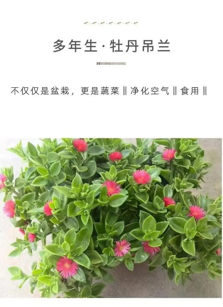 牡丹吊兰夏季怎么养(牡丹吊兰花期怎么护理)-第4张图片-多多自然网 牡丹吊兰夏季怎么养(牡丹吊兰花期怎么护理)-第4张图片-多多自然网
