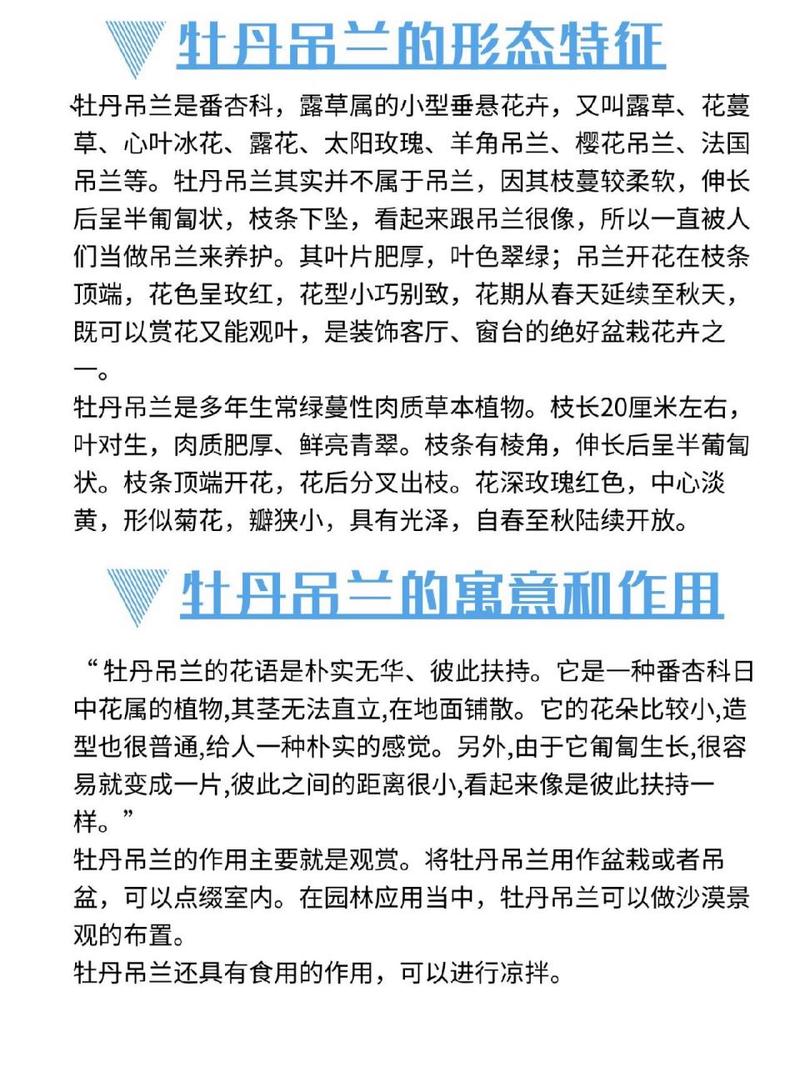 牡丹吊兰夏季怎么养(牡丹吊兰花期怎么护理)-第7张图片-多多自然网 牡丹吊兰夏季怎么养(牡丹吊兰花期怎么护理)-第7张图片-多多自然网
