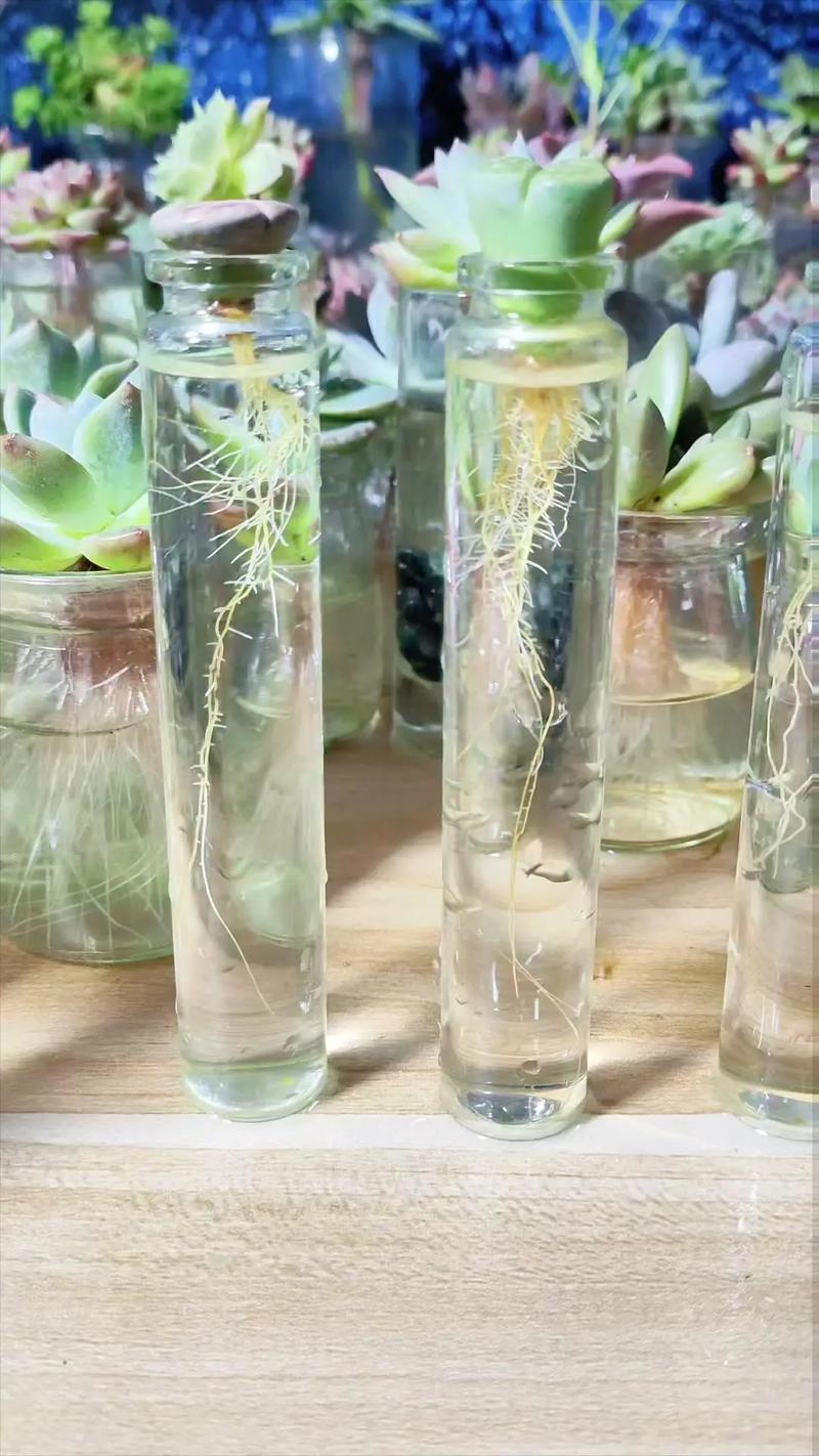 生石花怎么浇水(生石花怎么浇水不高腿)-第3张图片-多多自然网 生石花怎么浇水(生石花怎么浇水不高腿)-第3张图片-多多自然网