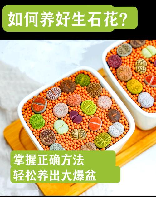 生石花怎么浇水(生石花怎么浇水不高腿)-第4张图片-多多自然网 生石花怎么浇水(生石花怎么浇水不高腿)-第4张图片-多多自然网