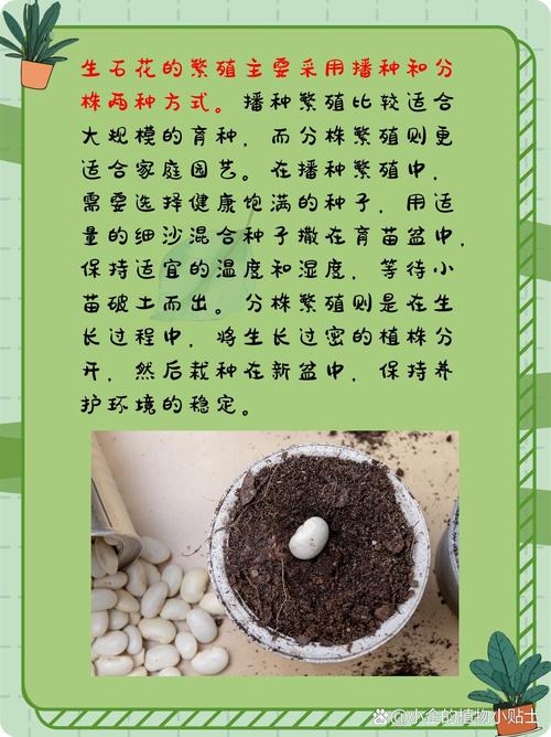 生石花怎么浇水(生石花怎么浇水不高腿)-第6张图片-多多自然网 生石花怎么浇水(生石花怎么浇水不高腿)-第6张图片-多多自然网