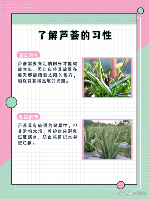 怎样种植芦荟(怎样种植芦荟根部变粗)-第1张图片-多多自然网 怎样种植芦荟(怎样种植芦荟根部变粗)-第1张图片-多多自然网