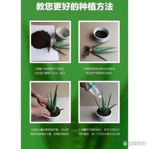 怎样种植芦荟(怎样种植芦荟根部变粗)-第6张图片-多多自然网 怎样种植芦荟(怎样种植芦荟根部变粗)-第6张图片-多多自然网