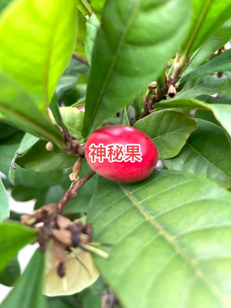 神秘果多少钱一斤(神秘果的产地在哪里)-第2张图片-多多自然网 神秘果多少钱一斤(神秘果的产地在哪里)-第2张图片-多多自然网