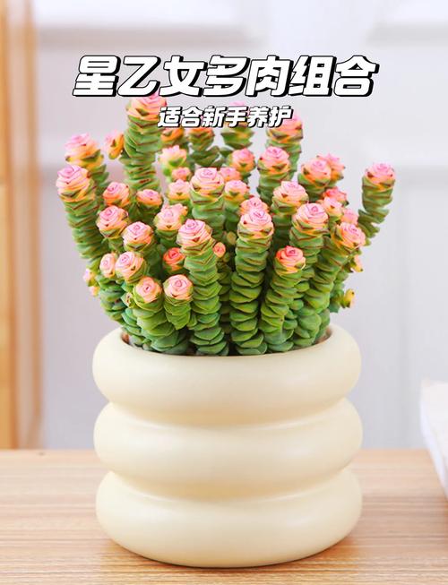 星乙女怎么养(星乙女的繁殖方法)-第1张图片-多多自然网 星乙女怎么养(星乙女的繁殖方法)-第1张图片-多多自然网