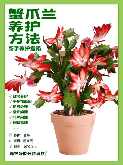 蟹爪兰秋天怎么养(蟹爪兰秋天养护)-第6张图片-多多自然网 蟹爪兰秋天怎么养(蟹爪兰秋天养护)-第6张图片-多多自然网