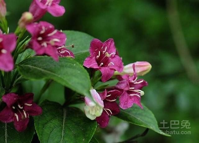 锦带花种子怎么种(锦带花的种子)-第2张图片-多多自然网 锦带花种子怎么种(锦带花的种子)-第2张图片-多多自然网
