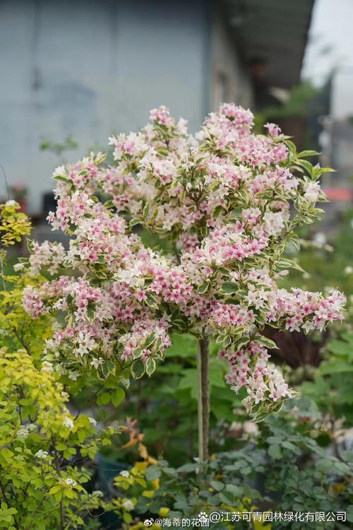 锦带花种子怎么种(锦带花的种子)-第3张图片-多多自然网 锦带花种子怎么种(锦带花的种子)-第3张图片-多多自然网