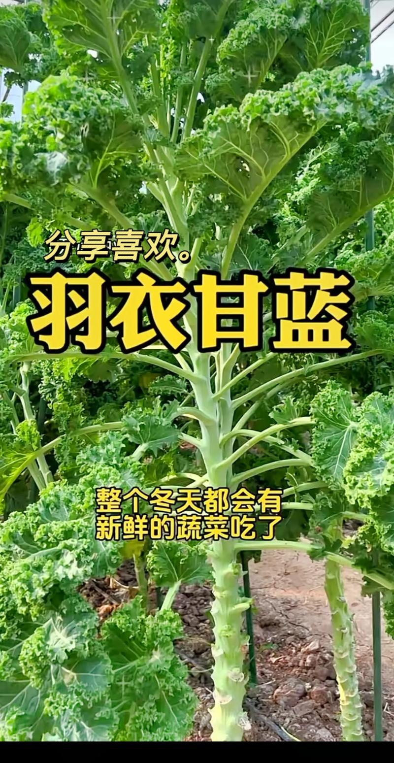 羽衣甘蓝怎么种植(羽衣甘蓝怎么种植成老桩)-第3张图片-多多自然网 羽衣甘蓝怎么种植(羽衣甘蓝怎么种植成老桩)-第3张图片-多多自然网