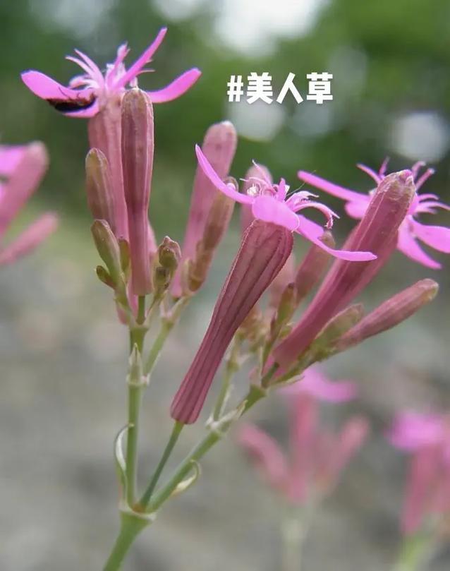 高雪轮怎么播种(高雪轮的花语来源)-第4张图片-多多自然网 高雪轮怎么播种(高雪轮的花语来源)-第4张图片-多多自然网