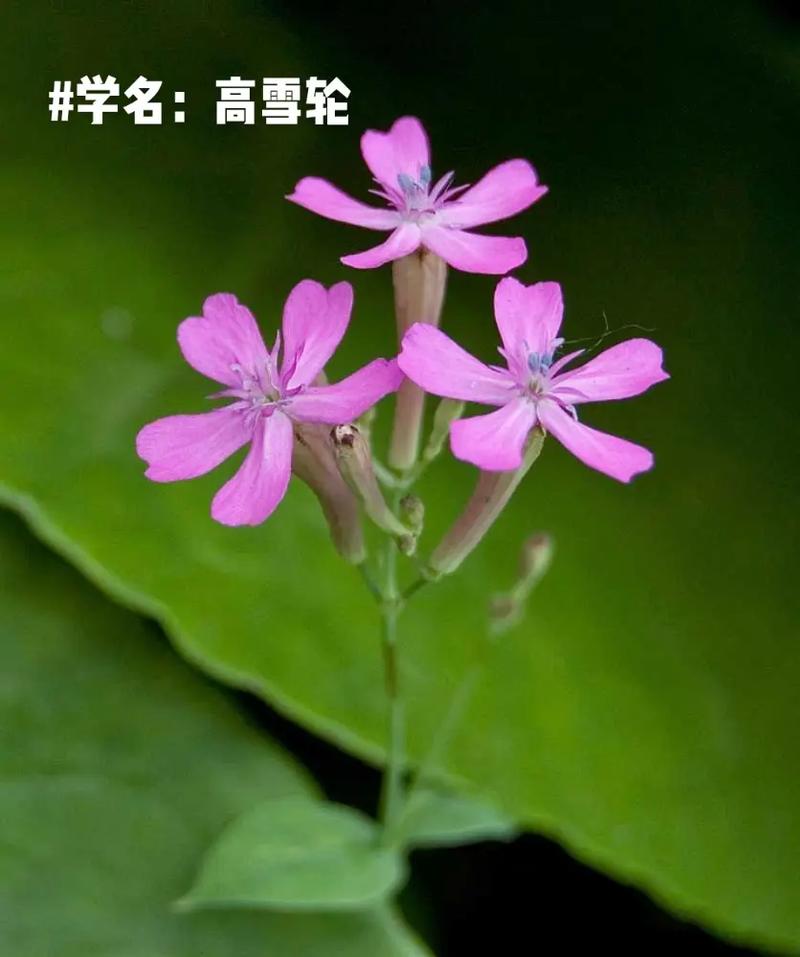 高雪轮怎么播种(高雪轮的花语来源)-第5张图片-多多自然网 高雪轮怎么播种(高雪轮的花语来源)-第5张图片-多多自然网
