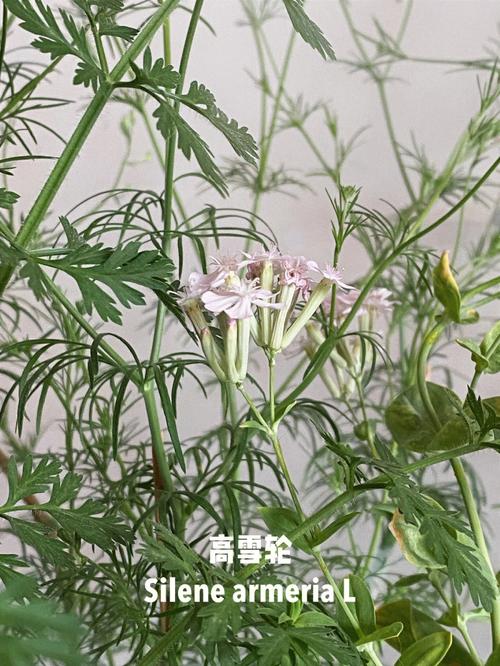 高雪轮怎么播种(高雪轮的花语来源)-第6张图片-多多自然网 高雪轮怎么播种(高雪轮的花语来源)-第6张图片-多多自然网