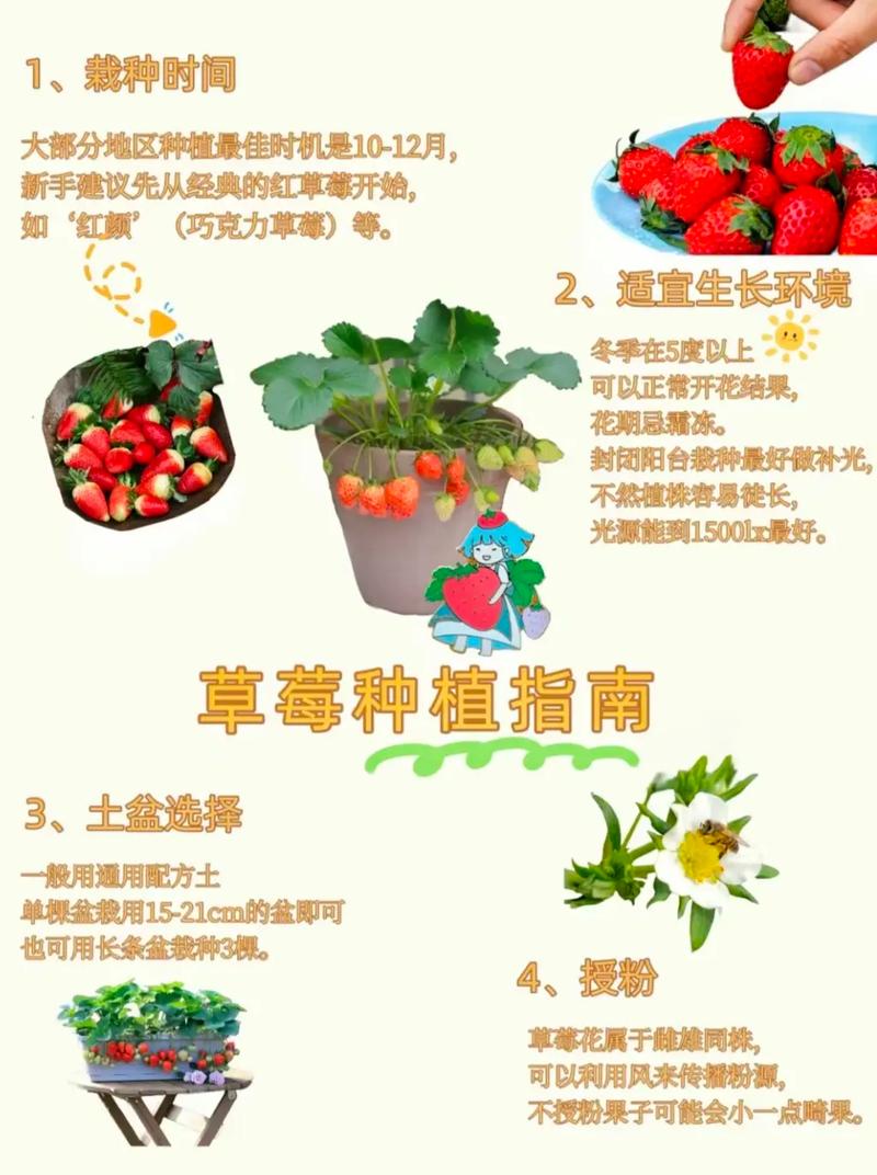 冬季草莓的种植方法(冬季草莓种植方法与技巧)-第1张图片-多多自然网 冬季草莓的种植方法(冬季草莓种植方法与技巧)-第1张图片-多多自然网
