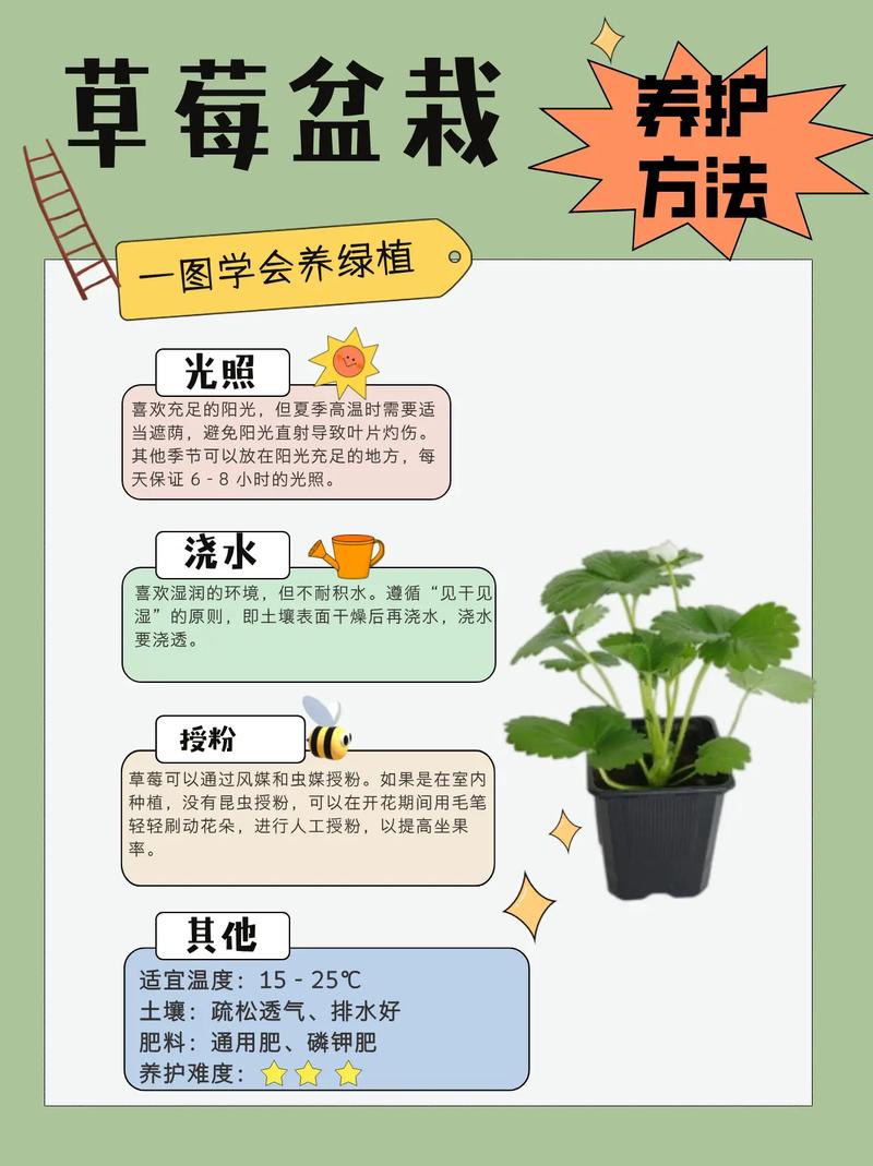冬季草莓的种植方法(冬季草莓种植方法与技巧)-第4张图片-多多自然网 冬季草莓的种植方法(冬季草莓种植方法与技巧)-第4张图片-多多自然网