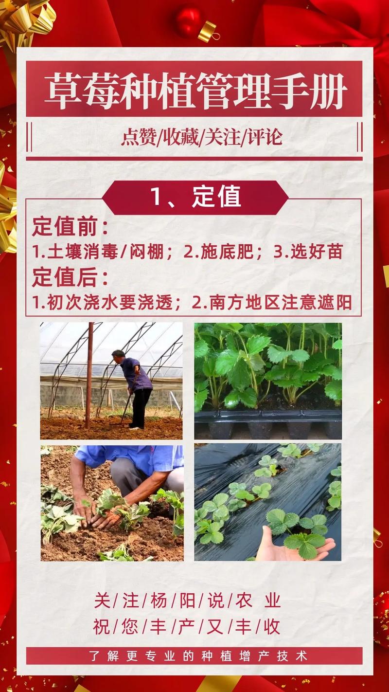 冬季草莓的种植方法(冬季草莓种植方法与技巧)-第6张图片-多多自然网 冬季草莓的种植方法(冬季草莓种植方法与技巧)-第6张图片-多多自然网