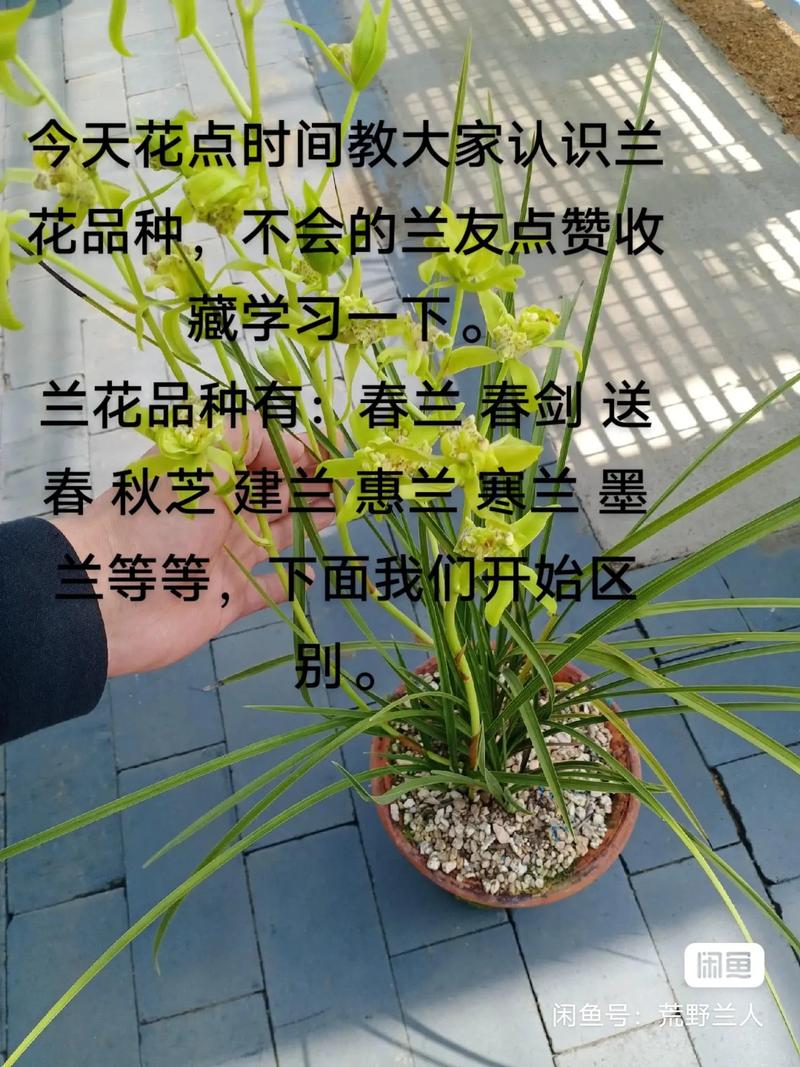 怎样上山寻找名贵兰草(上山寻找兰草诀窍)-第5张图片-多多自然网 怎样上山寻找名贵兰草(上山寻找兰草诀窍)-第5张图片-多多自然网