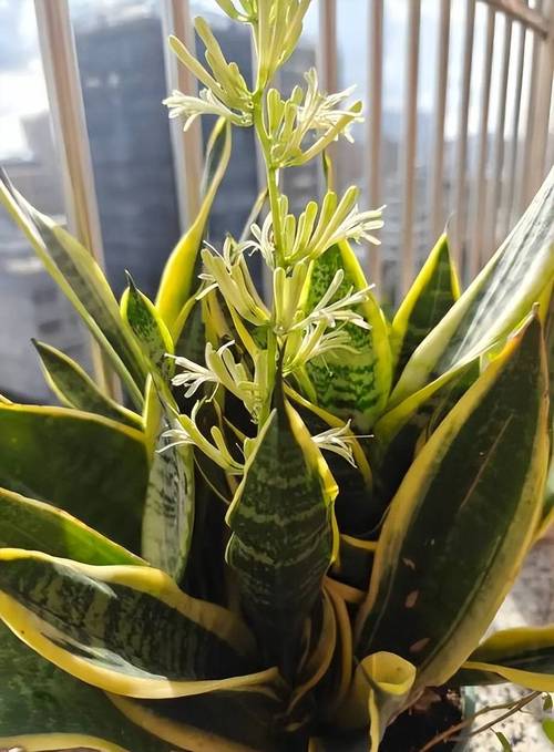 这3种花最爱“喝酒”(哪种花喜欢啤酒)-第4张图片-多多自然网 这3种花最爱“喝酒”(哪种花喜欢啤酒)-第4张图片-多多自然网