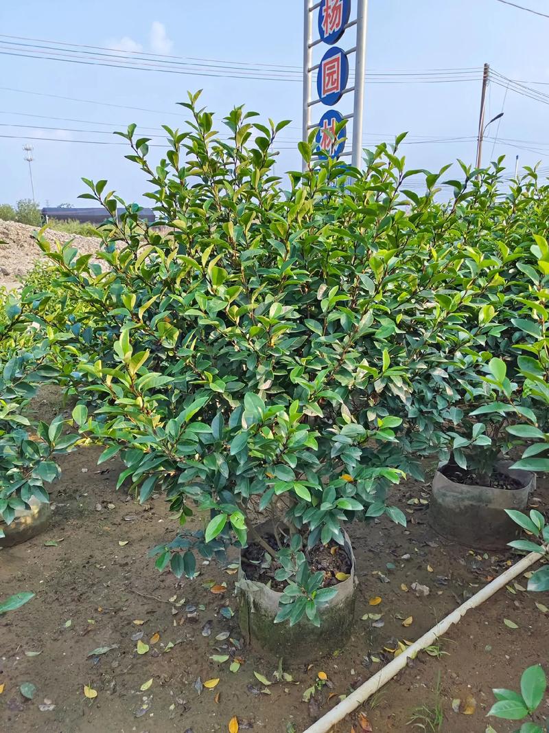 鹰爪花的繁殖方法（鹰爪花种植注意事项）-第7张图片-多多自然网