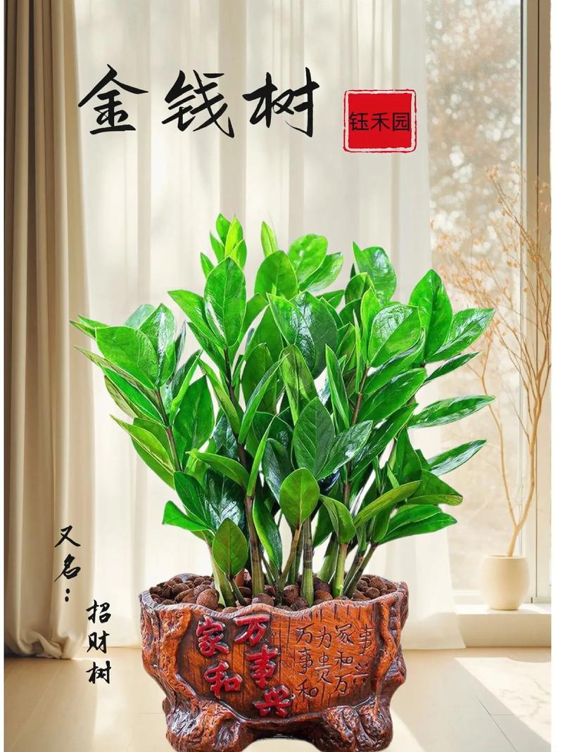 金钱树浇什么水好(金钱树浇啥水好)-第1张图片-多多自然网 金钱树浇什么水好(金钱树浇啥水好)-第1张图片-多多自然网