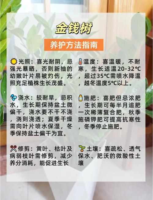 金钱树浇什么水好(金钱树浇啥水好)-第2张图片-多多自然网 金钱树浇什么水好(金钱树浇啥水好)-第2张图片-多多自然网