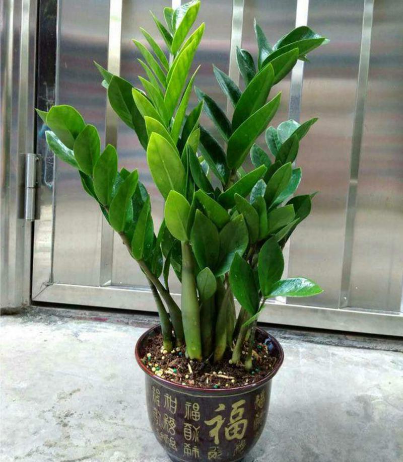 金钱树浇什么水好(金钱树浇啥水好)-第4张图片-多多自然网 金钱树浇什么水好(金钱树浇啥水好)-第4张图片-多多自然网