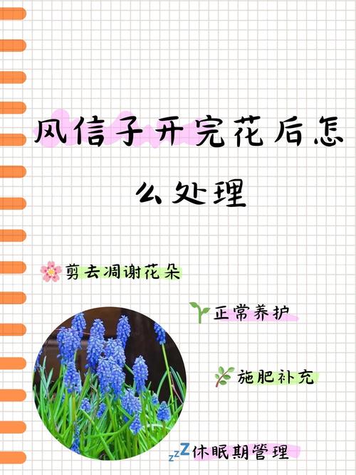 风信子花谢了怎么处理(水培风信子花谢了怎么处理)-第4张图片-多多自然网 风信子花谢了怎么处理(水培风信子花谢了怎么处理)-第4张图片-多多自然网