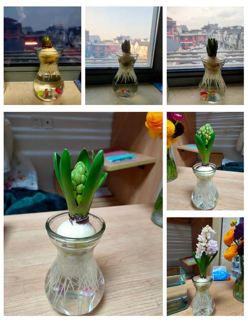风信子花谢了怎么处理(水培风信子花谢了怎么处理)-第5张图片-多多自然网 风信子花谢了怎么处理(水培风信子花谢了怎么处理)-第5张图片-多多自然网