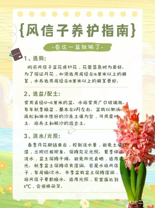 风信子花谢了怎么处理(水培风信子花谢了怎么处理)-第6张图片-多多自然网 风信子花谢了怎么处理(水培风信子花谢了怎么处理)-第6张图片-多多自然网
