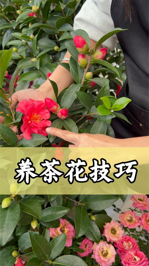 茶花的养殖方法和注意事项(香妃茶花的养殖方法和注意事项)-第1张图片-多多自然网 茶花的养殖方法和注意事项(香妃茶花的养殖方法和注意事项)-第1张图片-多多自然网