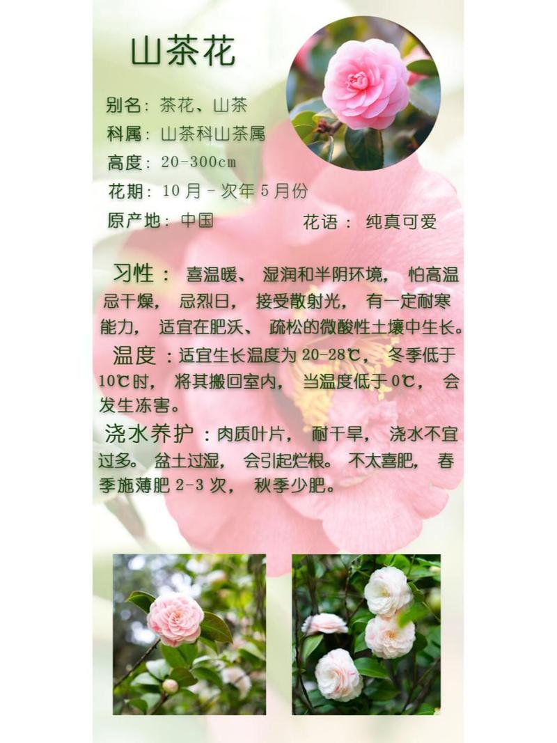 茶花的养殖方法和注意事项(香妃茶花的养殖方法和注意事项)-第3张图片-多多自然网 茶花的养殖方法和注意事项(香妃茶花的养殖方法和注意事项)-第3张图片-多多自然网